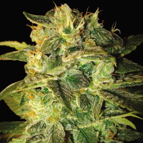 Sugar Mango Ryder - World of Seeds autoflower