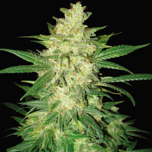 Colombian Gold Ryder - World of Seeds autoflower