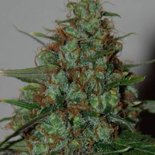 Wild Thailand Ryder - World of Seeds autoflower