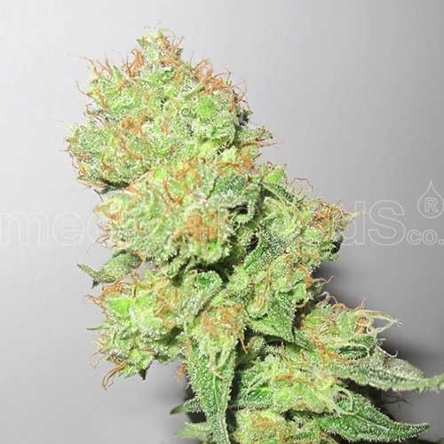 Y Griega CBD - Medical Seeds - Dikke top