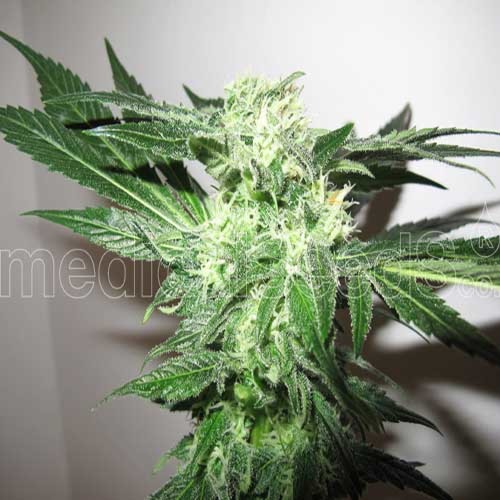 Y Griega CBD - Medical Seeds - Top in Bloei