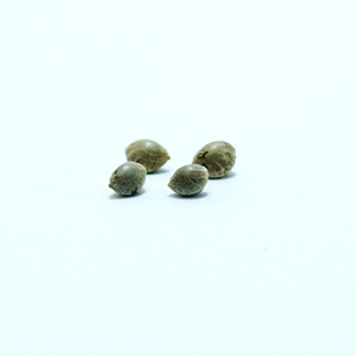 Y Griega CBD - Medical Seeds - Wietzaadjes 