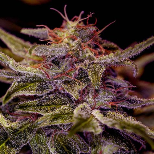 Z Valley - Positronics Seeds