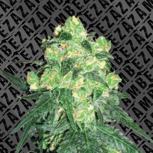 White Widow Xl Auto Zambeza Seeds