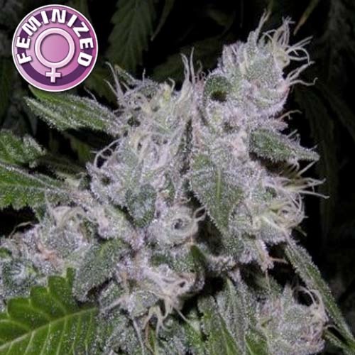 Zkittels - Kera Seeds