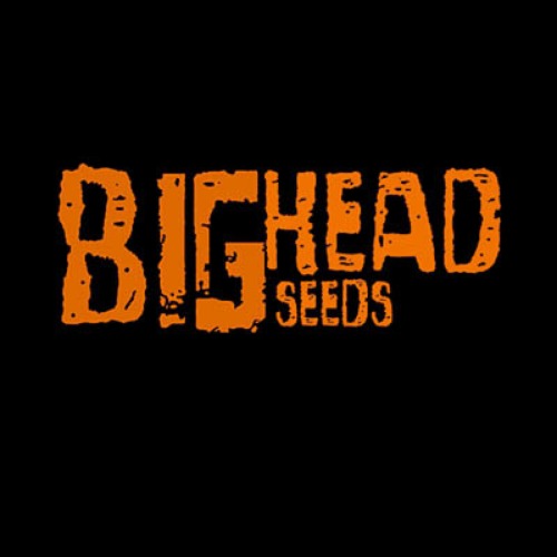 Zkittelz - Big Head Seeds