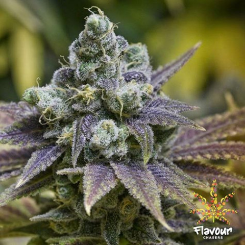 Zkittlez - Flavour Chasers