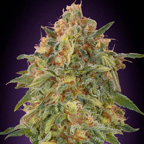 Zkittlez - Advanced Seeds