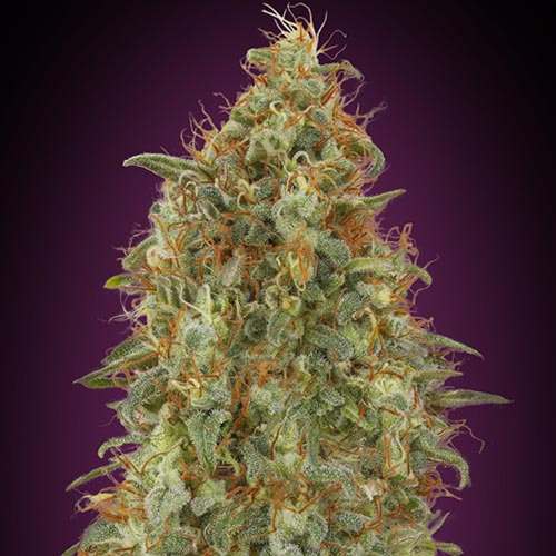 Zkittlez Fast - Advanced Seeds