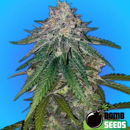Zkittlez Gum Bomb - Bomb Seeds