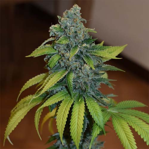 Zkittlez - Medical Seeds