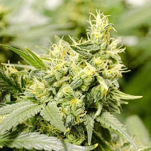 Zombie Death Fuck - Blimburn Seeds