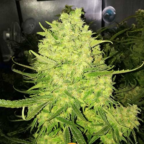 Zombie Haze - Sumo Seeds hoofdtop