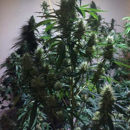 Zombie Haze - Sumo Seeds veel vertakkingen