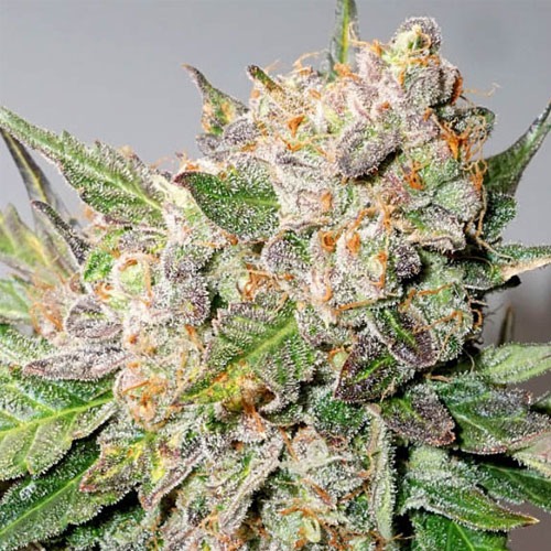 Wiettop Auto Glueberry O.G. van Dutch Passion