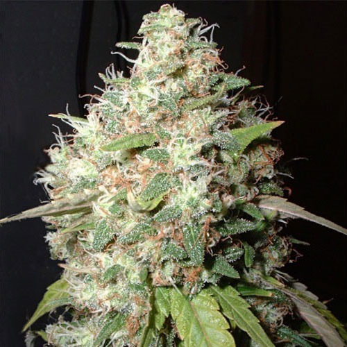 Bubble Cheese Big Buddha Seeds