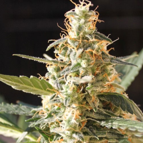 Cream Automatic Blimburn Seeds