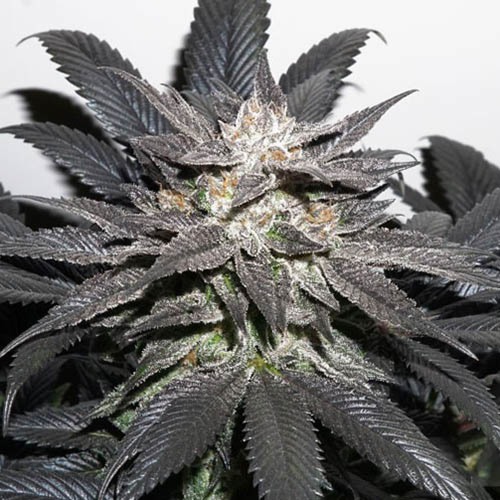 Bubba Island Kush Dutch Passion