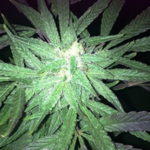 Auto Melon Gum Dr Underground