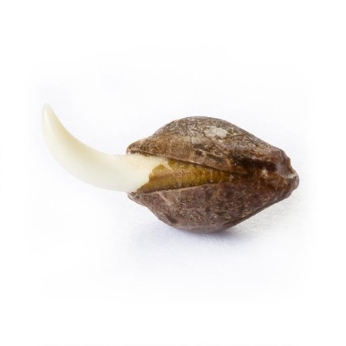 Easy Bud Auto Royal Queen Seeds
