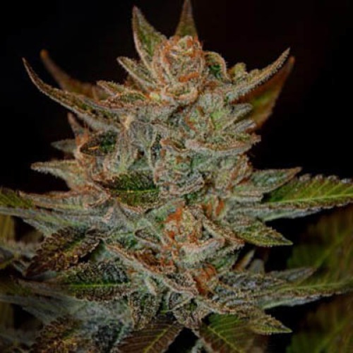 blue-og-g13-labs-seeds