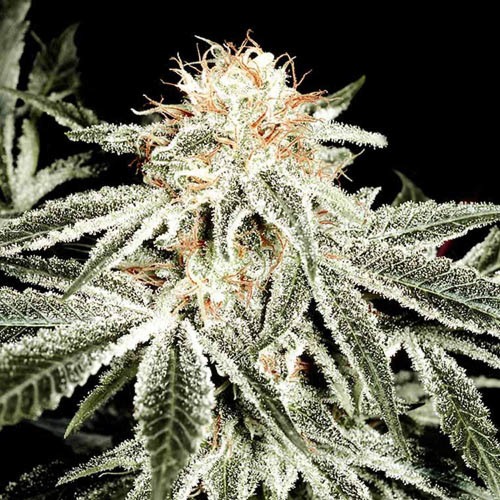 White Widow Green House Seeds
