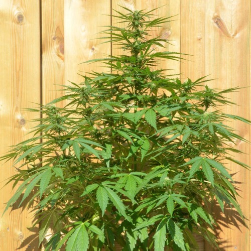 Northern Light Auto Huismerk