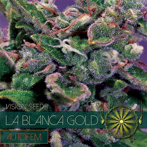 La Blanca Gold Auto Vision Seeds