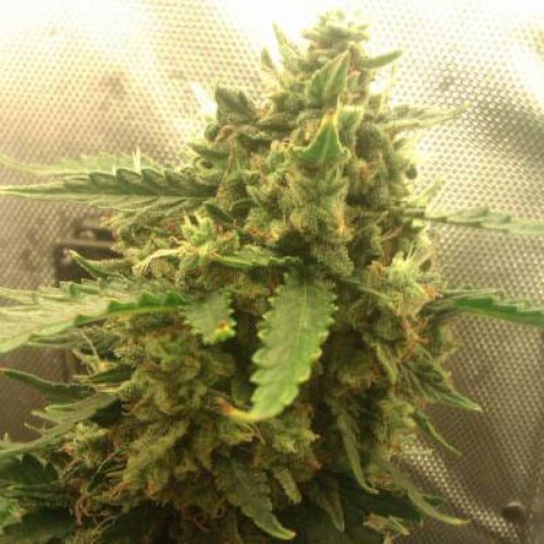 Autopilot XXL Ministry of Cannabis