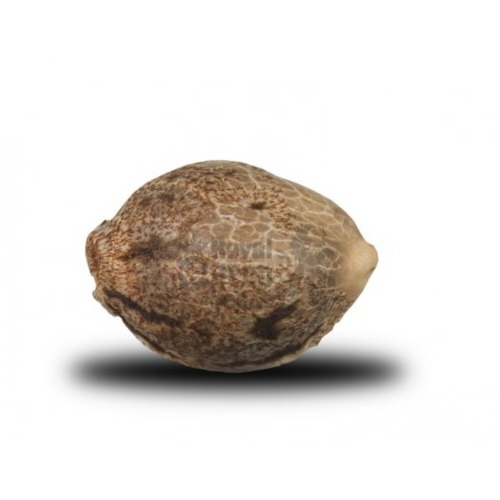 Painkiller XL CBD Royal Queen Seeds