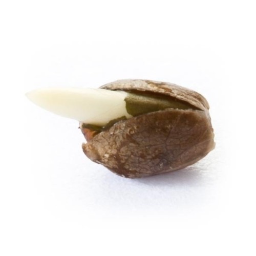 Pineapple Kush Royal Queen Seeds