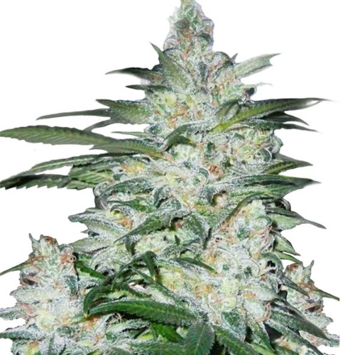 Royal AK Royal Queen Seeds