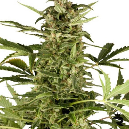 Royal Highness CBD Royal Queen Seeds