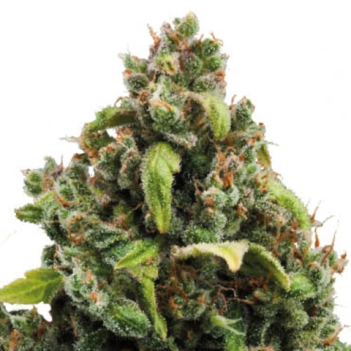 Candy Kush Express Royal Queen Seeds