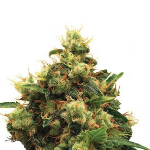 Painkiller XL CBD Royal Queen Seeds