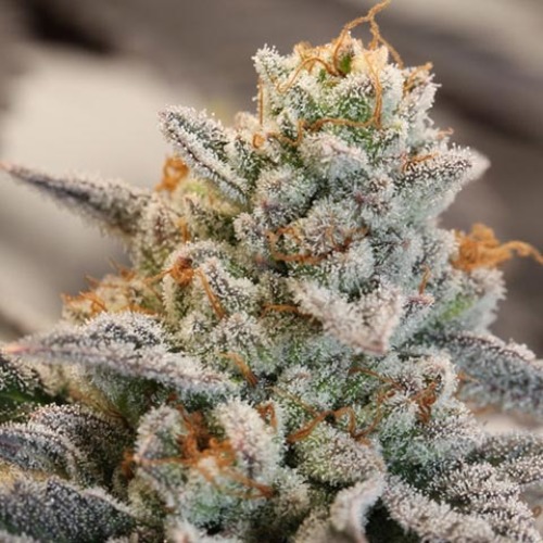 vanilla frosting strain vanilla frosting strain