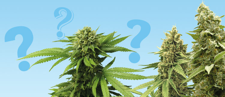 Wat is een autoflowering soort?