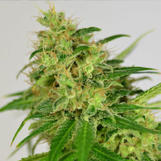 Amnesia Haze van ons Huismerk Amnesia Haze plant van het huismerk van Wietzaadjes.nl