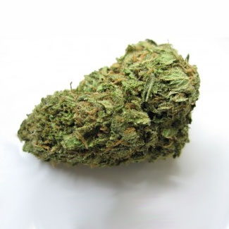 Amnesia haze is een sterke wietsoort De wiet van de amnesia haze plant is niet geschikt voor beginnende cannabis gebruikers