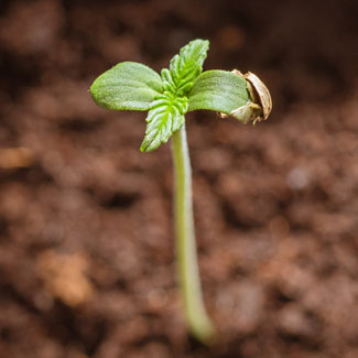 Zaailing van de wietplant Zaailing van de Amnesia haze