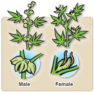 Een mannelijke en vrouwelijke wietplant
