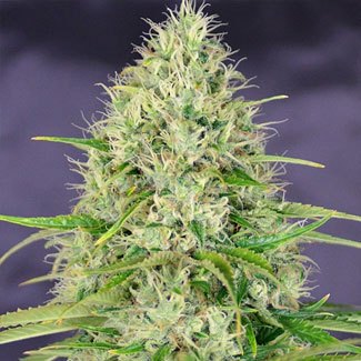 Amnesia Haze wietplant Amnesia Haze