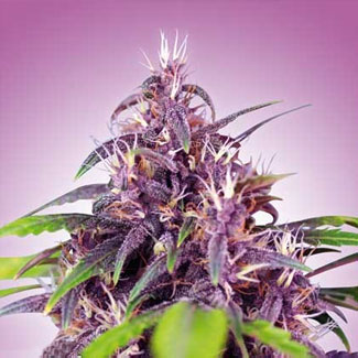 Een bloeiende purple haze