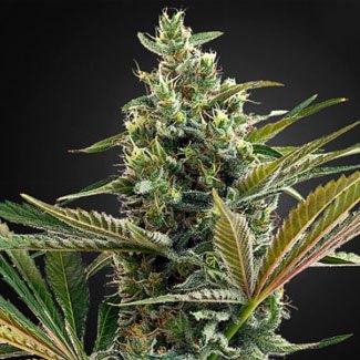 Lemon Haze wietplant Lemon Haze
