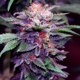 Purple Haze wiet top met THC