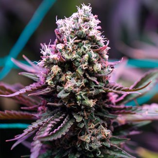 Purple Haze wietplant Purple Haze