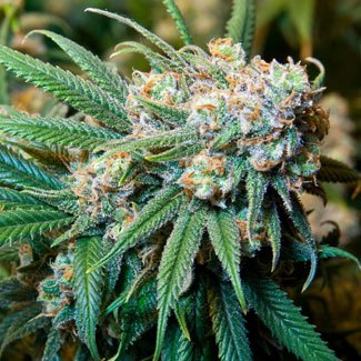 De oogstrijpe top van de wietplant van een Super Silver Haze Super Silver Haze top oogstrijp