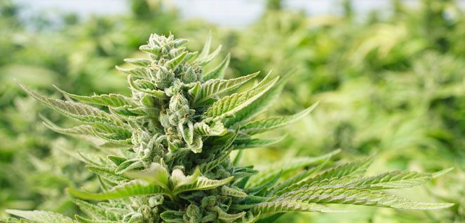 Van oorsprong bestaat Kush voornamelijk uit cannabis indica genetica Kush indica dominante cannabis genetica