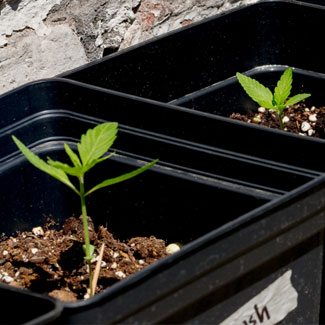 Kush plantje tijdens de groei buiten in de tuin Haze plantje in groeifase outdoor