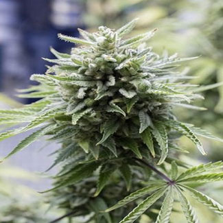 OG Kush Autoflower OG Kush Autoflower top.